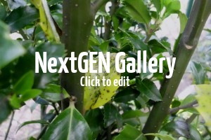 Blätter an Ilex / Stechpalme verfärben sich – Ursache & Tipps?