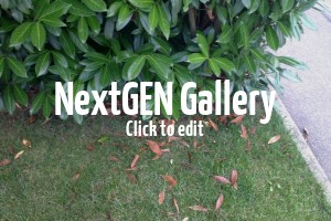 Kirschlorbeer-Hecke verliert regelmäßig viele Blätter – Tipps & Empfehlungen?