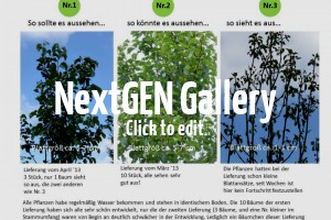 Chinesische Wildbirnen mit Problemen – Tipps & Empfehlungen?