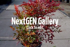 Herbstlaub richtig kompostieren – Alle Tipps und Tricks