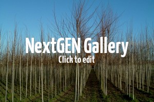 Mitte bis Ende Oktober – perfekte Pflanzzeit für Laubgehölze und Obst-Bäume