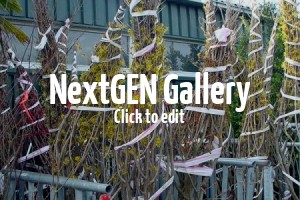 Wunderschöne Winterblüher bringen auch in der kalten Jahreszeit Farbe in den Garten