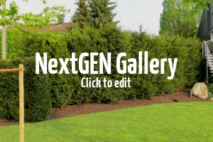 Bilder von Heckenpflanzen in Ihren Gärten – heute eine Eibenhecke und eine Thujahecke