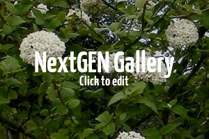 Duftende Gartenpflanzen verwöhnen die Nase mit den unterschiedlichsten Duftnoten