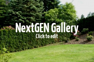 Lebensbäume / Thujen werden braun – Ursachen und Tipps