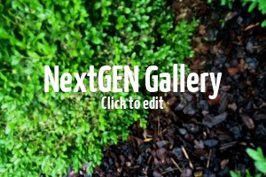 Buxus / Buchsbaum vom Buchsbaumzünsler befallen – Welche Gegenmittel helfen?