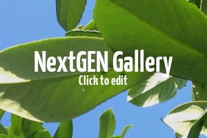 Schwarze Punkte auf den Blättern der Kirschlorbeer – ist das ein Schädlingsbefall?