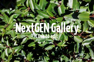 “Fraßspuren” / Löcher in Blätter von Portugiesischem Kirschlorbeer – Ursachen & Empfehlungen