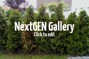 Thuja Smaragd werden nach zwei Jahren gelb – Was sind die Ursachen und Gegenmaßnahmen?