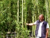 Phyllostachys viridiglaucescens / grüner Pulver Bambus