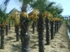Trachycarpus fortunei / Hanfpalme