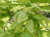 Blätter vom Trompetenbaum mit Verticillium / Welkepilz