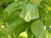 Blätter vom Trompetenbaum mit Verticillium / Welkepilz