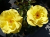 Rose / Beetrose Bayerngold