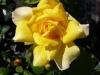 Rose / Edeldrose Gold Glow