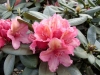 03_rhododendron-brasilia