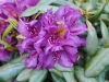 08_rhododendron-marcel-menard