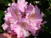 13_rhododendron-scintillation