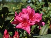 04_-inkahro-rhododendron-dr-h-c-dresselhuys