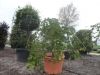 Prunus subhirtella Pendula halfstam c750 solitair extra