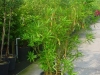 11_nerium_oleander-150-175
