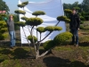 07 Outdoor-Bonsai Juniperus chinensis 'Plumosa Aurea' Hohe 200-225 cm