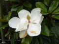 01_Magnolia Grandiflora_Goliath_Bluete