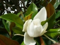 02_Magnolia Grandiflora_Goliath_Bluete
