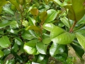 03_Magnolia Grandiflora_Blatt