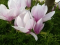 04_Magnolia soulangiana  Tulpen-Magnolie