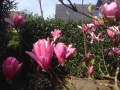08_Magnolia soulangiana 'Heaven Scent'  Tulpen-Magnolie 'Heaven Scent'