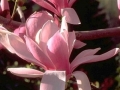 11_Magnolia 'Royal Crown'  Großblumige Magnolie 'Royal Crown'