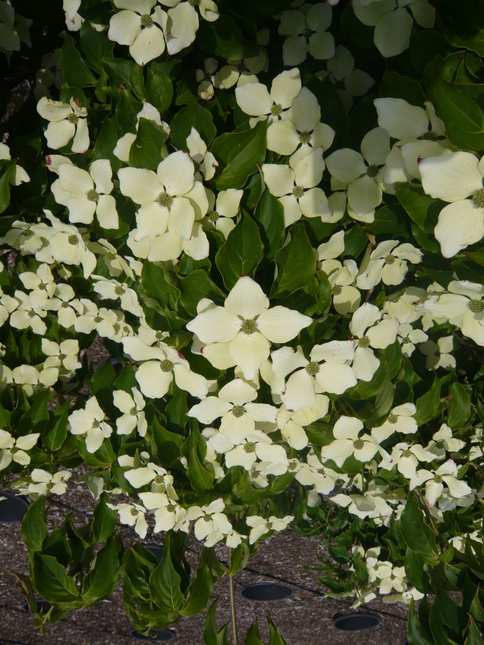 08 Cornus kousa 'Schmetterling'  Japanischer Blumen-Hartriegel