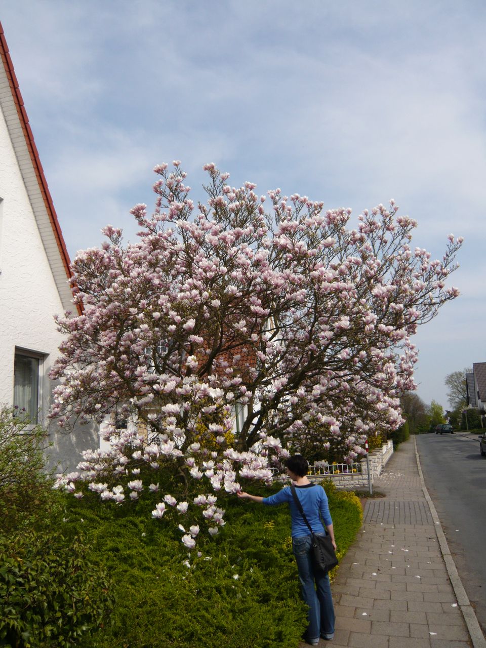19 Magnolia soulangiana  Tulpen-Magnolie