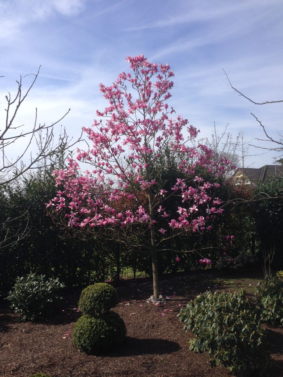 20 Magnolia soulangiana 'Heaven Scent'  Tulpen-Magnolie 'Heaven Scent'