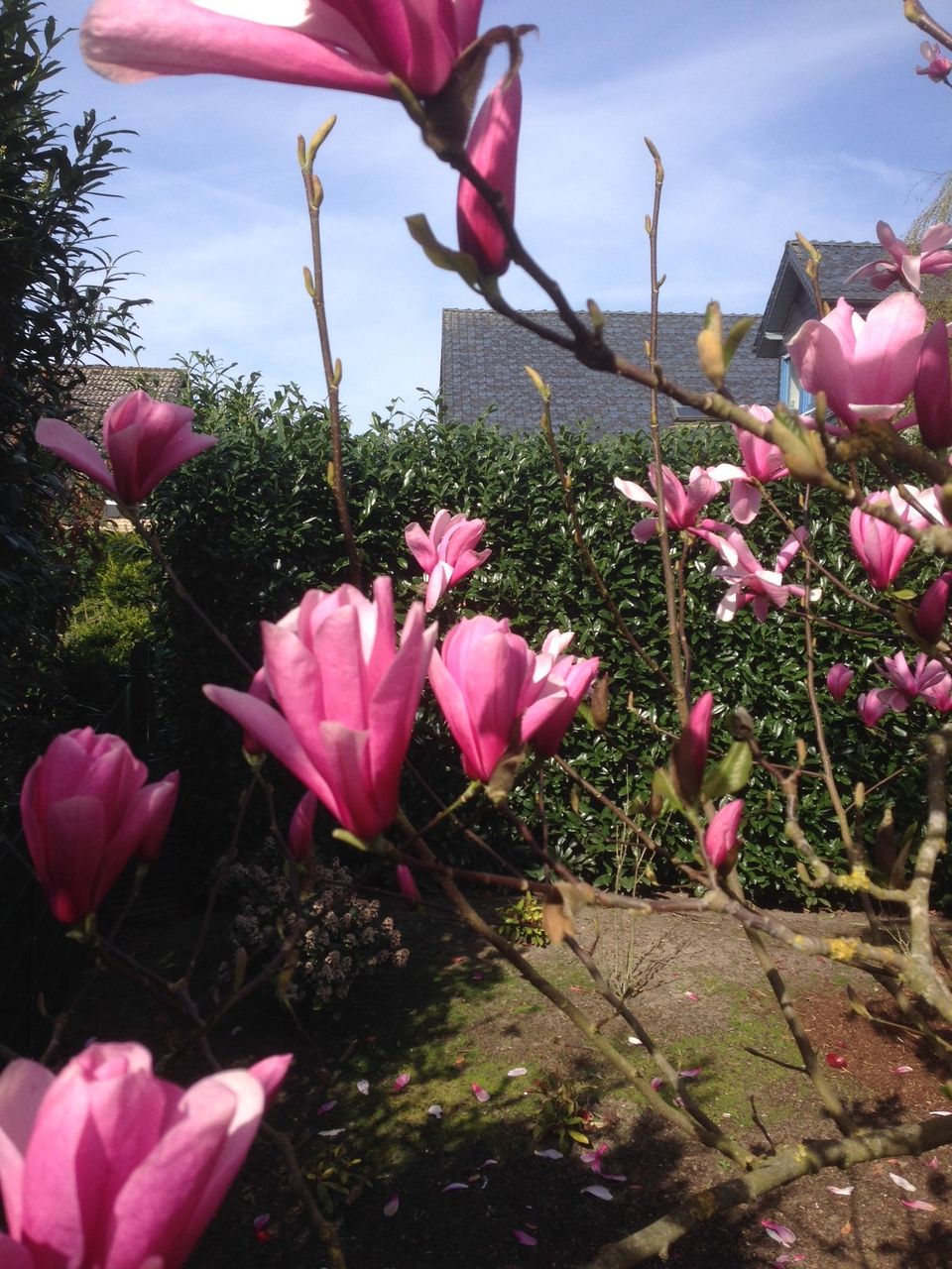 21 Magnolia soulangiana 'Heaven Scent'  Tulpen-Magnolie 'Heaven Scent'