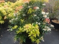 22 Pieris japonica 'Forest Flame'  Japanische Lavendelheide 'Forest Flame'