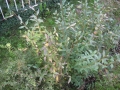 Liguster vulgare Atrovirens / Wintergrüne Liguster
