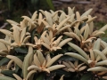 10_Rhododendron_yakushimanum_'Best_Late