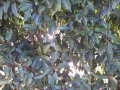 Kirschlorbeer / Prunus mit Schrottschuss