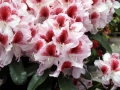 02_Rhododendron_mit_weiss-roter_Blüte_Belami