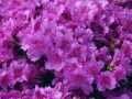 05_Rhododendron_mit_hell-violetter_Bluete