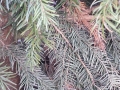 Serbische Fichte / Picea Omorika