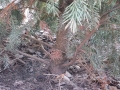 Serbische Fichte / Picea Omorika