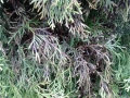 Thuja Smaragd mit schwarzen Verfärbungen - Pilzerkrankung