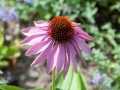 04_ Echinacea purpurea 'Doppeldecker' Scheinsonnenhut