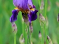 05_ Iris barbata-Elatior 'Alcazar' Hohe Schwertlilie