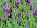 08_Lavandula stoechas 'Purple Wings' Französischer Lavendel Schmetterlings Lavendel Spanischer Lavendel