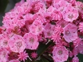 08_Kalmia latifolia Pink Charme_Lorbeerrose_Berglorbeer_Pink Charme