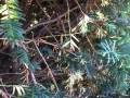 Taxus Baccata mit braunen Nadeln